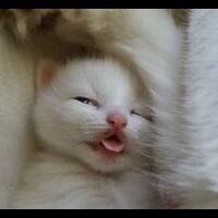 lounge-of-saburai--wajib-baca-rules-sebelum-posting