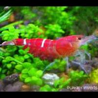 all-about-shrimp-red-cherry-red-bee-black-bee-neocaridina-caridina-dll