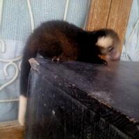 musang-lover-join-ya---part-2