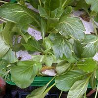 vegetable-lovers---official-thread---part-2