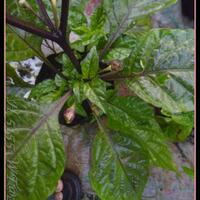 ayo-bertanam-cabe---hot--eksotis