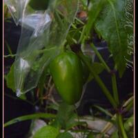 ayo-bertanam-cabe---hot--eksotis