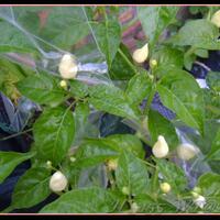 ayo-bertanam-cabe---hot--eksotis