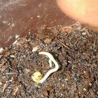 lomba-menanam-cabe-carolina-reaper--22-februari-2013---31-juli-2013