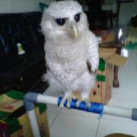 thread-khusus-burung-hantu-owl-kaskus---part-4