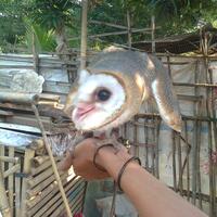 thread-khusus-burung-hantu-owl-kaskus---part-4