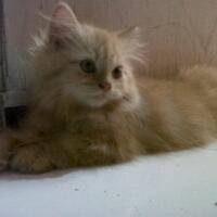 973397339619958095809658persian-cats-lover-organization966895809580961997339733