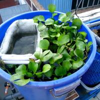 semua-tentang-kolam-ikan