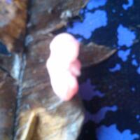 sugar-gliderlanjut---part-2