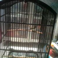 1758973397339733-ajang-barter-burung-9733973397331758