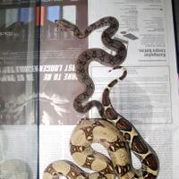 share-boa-constrictor