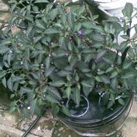 ayo-bertanam-cabe---hot--eksotis