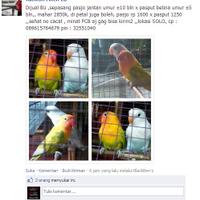 lounge-tempat-chit-chat-burung-burung