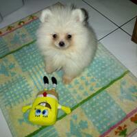 pomeranian-lovers---part-2