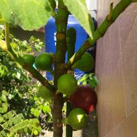 pohon-tin-pohon-ara-buah-tinbuah-ara-untuk-cancer-dan-collesterol-tinggi---part-2