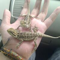bearded-dragon-complete-care-sharing-aj