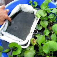 semua-tentang-kolam-ikan