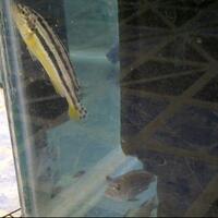 new--freshwater-fish-lounge