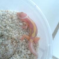 9788new-ask-about-leopard-gecko9788