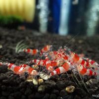 all-about-shrimp-red-cherry-red-bee-black-bee-neocaridina-caridina-dll