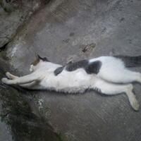 semakin-tua-kucing-semakin-suka-tidur-benarkah-pic