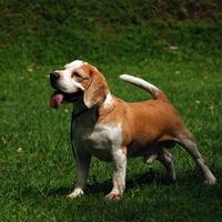 beagle-lovers