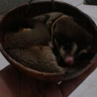 sugar-gliderlanjut---part-2