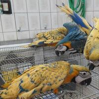 lounge-tempat-chit-chat-burung-burung