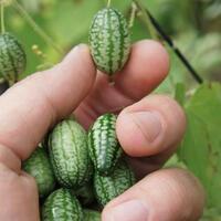 cucamelons-semangka-mungil-yang-rasanya-seperti-ketimun