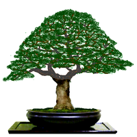 all-about-bonsai