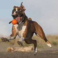 foto-foto-hewan-dengan-moment-terbaik