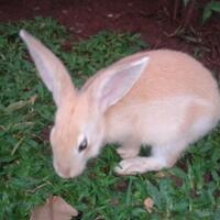 rcc-rabbit-lover---part-2