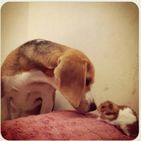 beagle-lovers