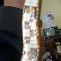 colubrid-lovers-silakan-masuk