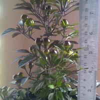 ayo-bertanam-cabe---hot--eksotis