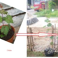 sharengomongin-apapun-ttg-tanaman-pohon-anggur-yuk