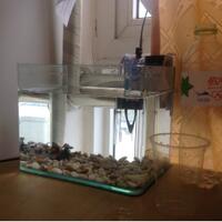 mini-aquarium-lovers-ayoo-masuk