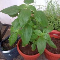 ayo-bertanam-cabe---hot--eksotis