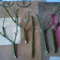 ayo-bertanam-cabe---hot--eksotis