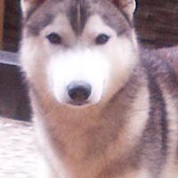 new-siberian-husky-lovers---read-page-1-for-update---part-2