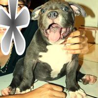 share-all-about-american-bully