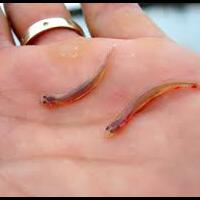 5-hewan-kecil-yg-berbahaya