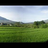 panorama-sawah-yang-sangat-menakjubkan-di-dunia