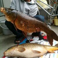 forum-koi-kaskus-part-4--everything-about-koi-enter-here