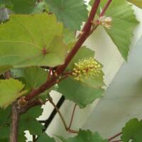 sharengomongin-apapun-ttg-tanaman-pohon-anggur-yuk