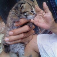 pecinta-kucing-hutan-kumpul-yuk