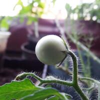 vegetable-lovers---official-thread---part-2