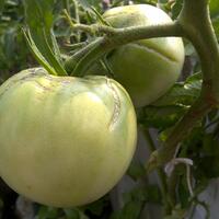 vegetable-lovers---official-thread---part-2