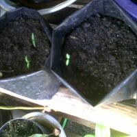 ayo-bertanam-cabe---hot--eksotis