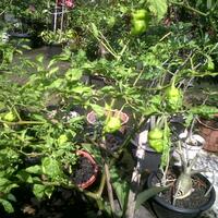 ayo-bertanam-cabe---hot--eksotis